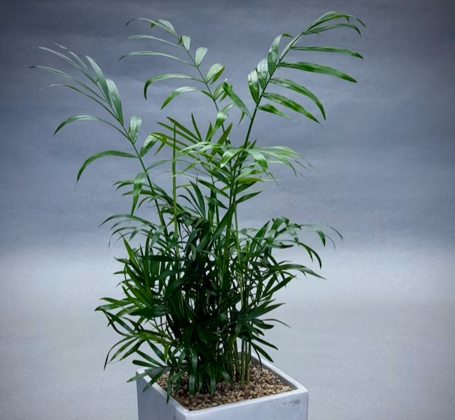 Product6